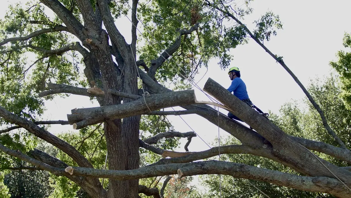 Professional Hazardous Tree Removal performed by certified arborists in Etowah