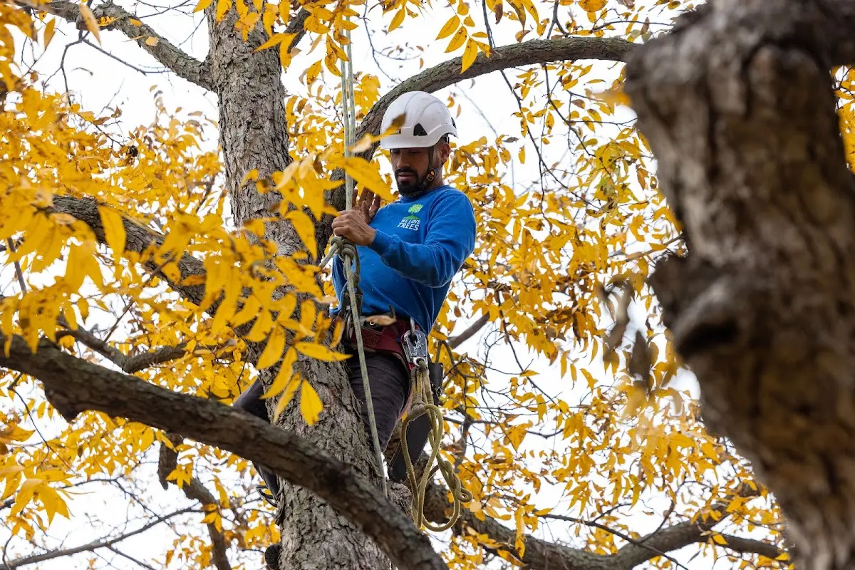 Skilled Tree Transplanting crew working in Etowah