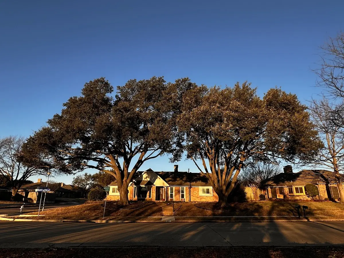 Established residential canopy tree shading a home in Etowah